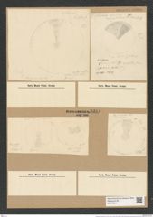 Actinocyclus incertus Grun. (de-Toni-Nr.: Genus 195, Species 4748) Zeichnungen Sammlung Grunow Nr. 8387 (NHMW-BOT-W0377817)